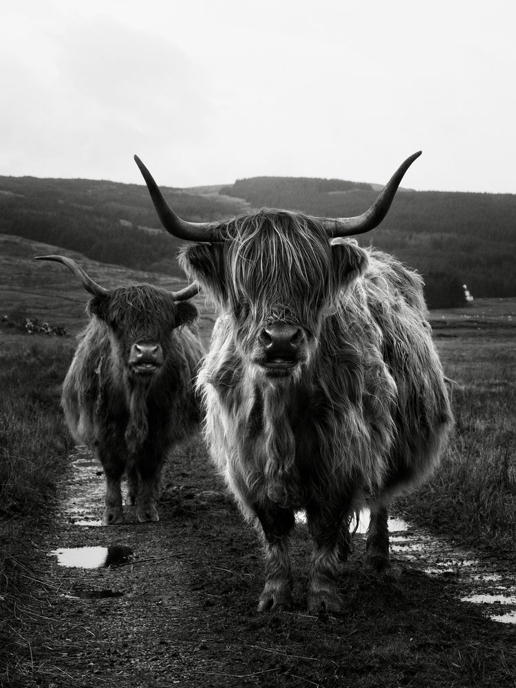 Two highland cattle cows photographed in black and white on an empty road.