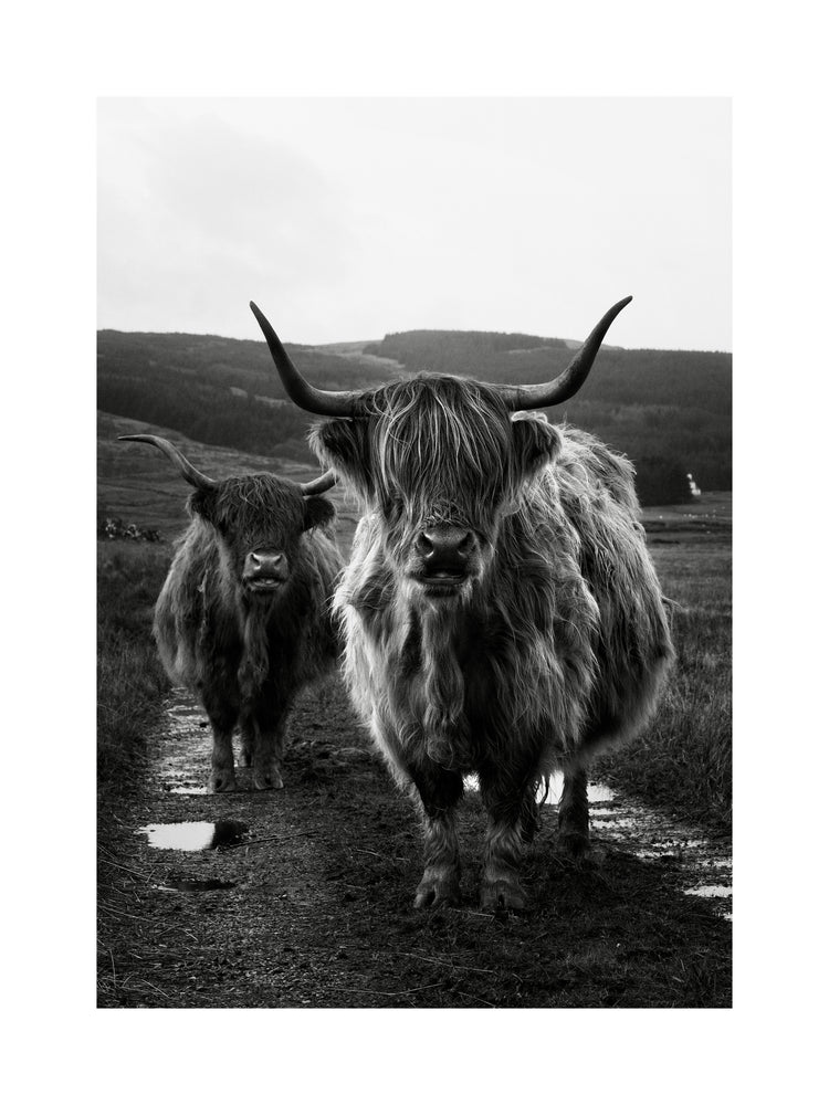 Two highland cattle cows photographed in black and white on an empty road.