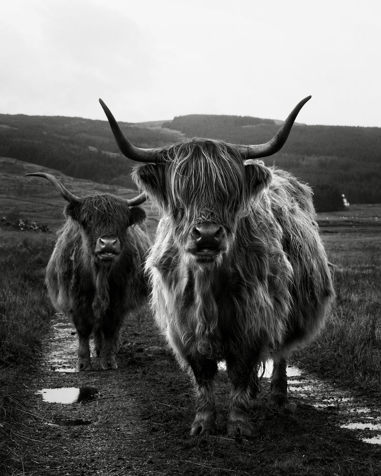 Two highland cattle cows photographed in black and white on an empty road.