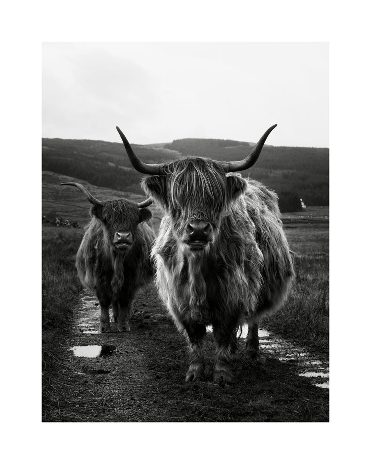 Two highland cattle cows photographed in black and white on an empty road.