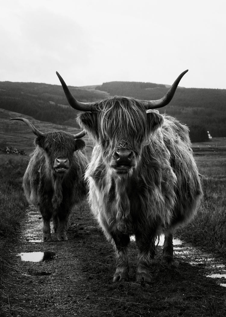 Two highland cattle cows photographed in black and white on an empty road.