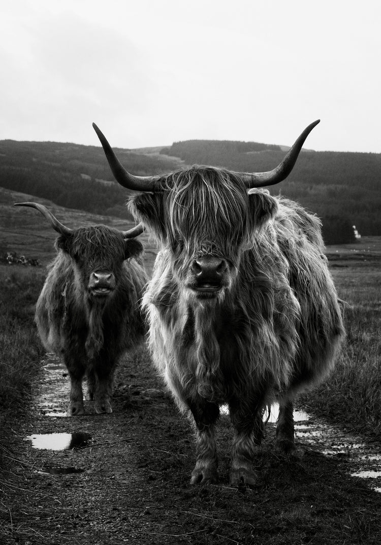 Two highland cattle cows photographed in black and white on an empty road.