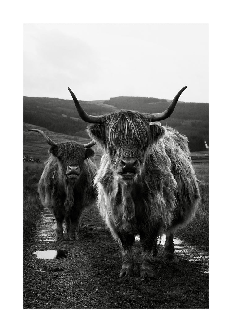 Two highland cattle cows photographed in black and white on an empty road.