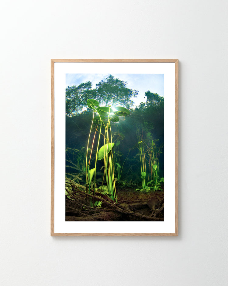 Nymphaea Poster