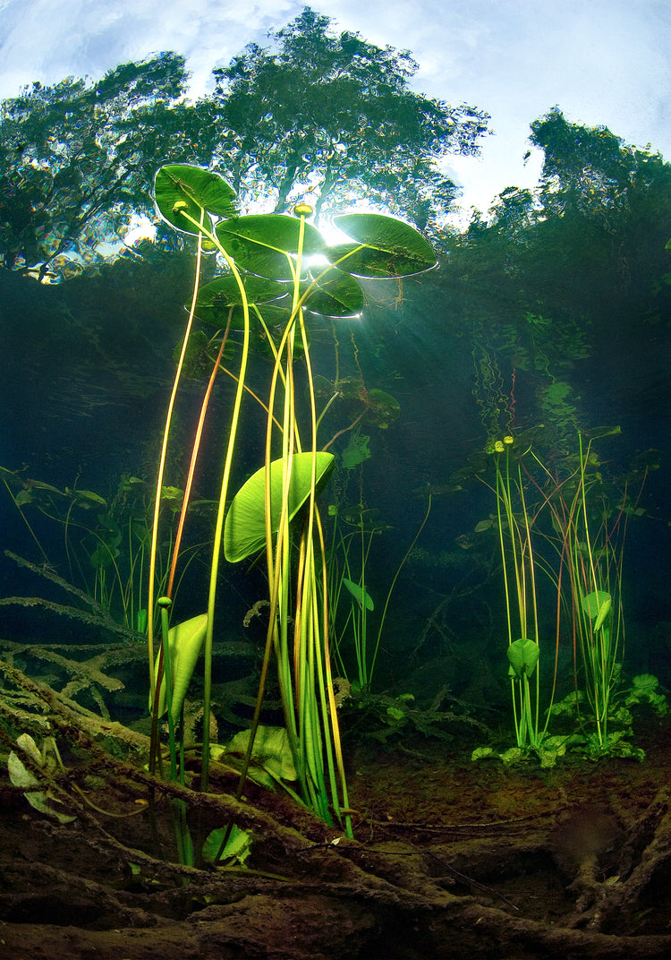 Under water plants captured from the bottom of a lake.