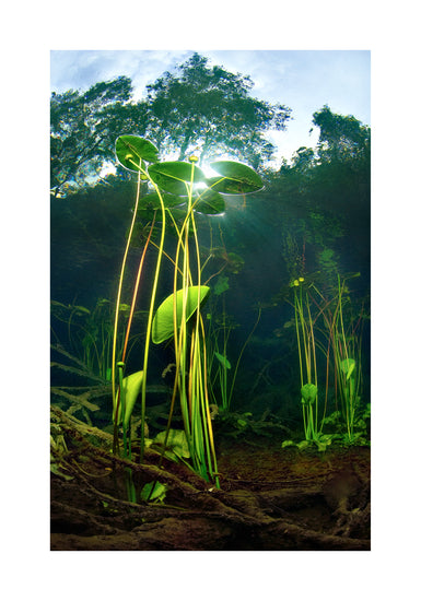 Under water plants captured from the bottom of a lake.