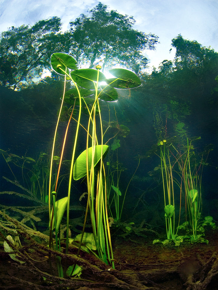 Under water plants captured from the bottom of a lake.