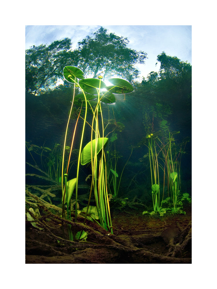 Under water plants captured from the bottom of a lake.