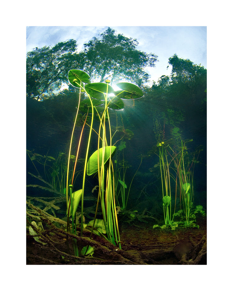 Under water plants captured from the bottom of a lake.