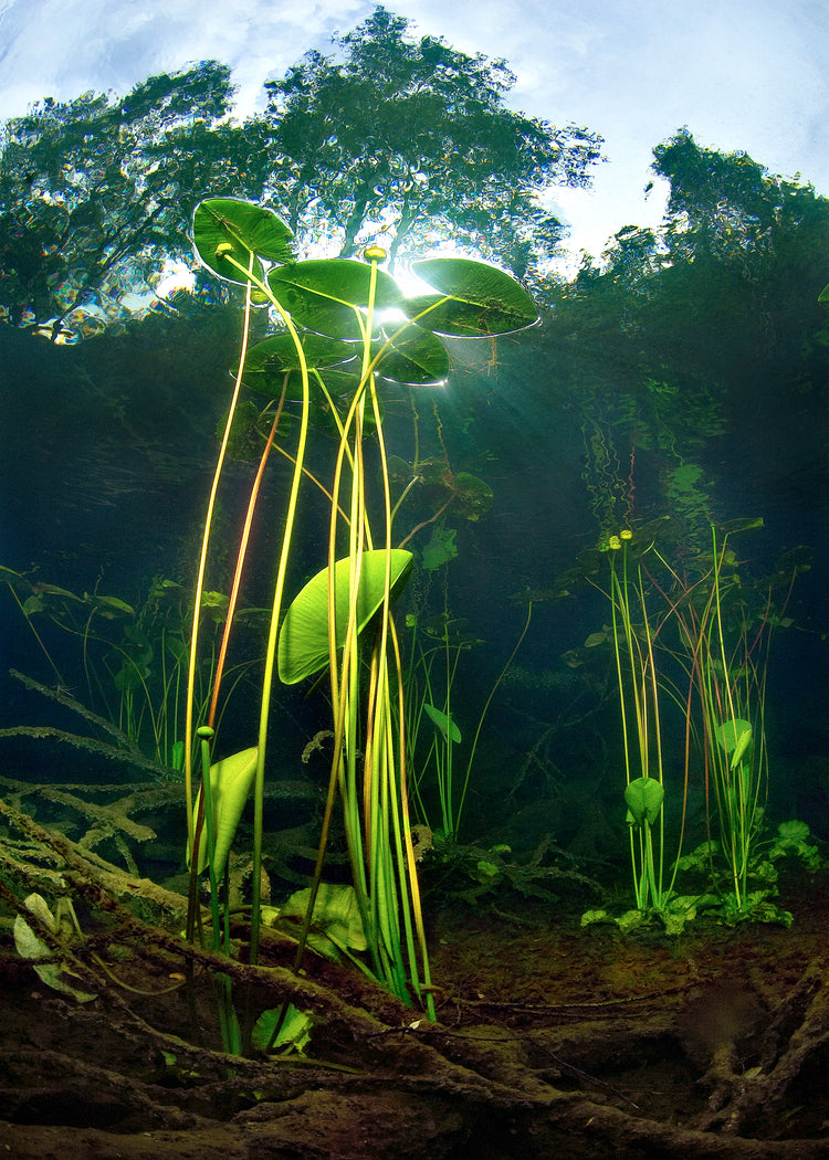 Under water plants captured from the bottom of a lake.