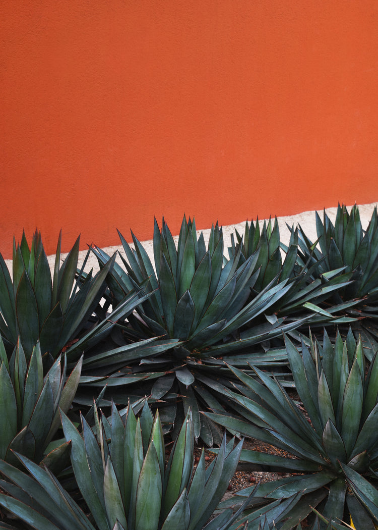 The Pershing Square Red Poster captures a striking contrast: a cluster of agave plants with sharp, blue-green leaves set against a vibrant orange wall. This scene mirrors the harmonious blend of nature and city life found in urban oases like Los Angeles Pershing Square.