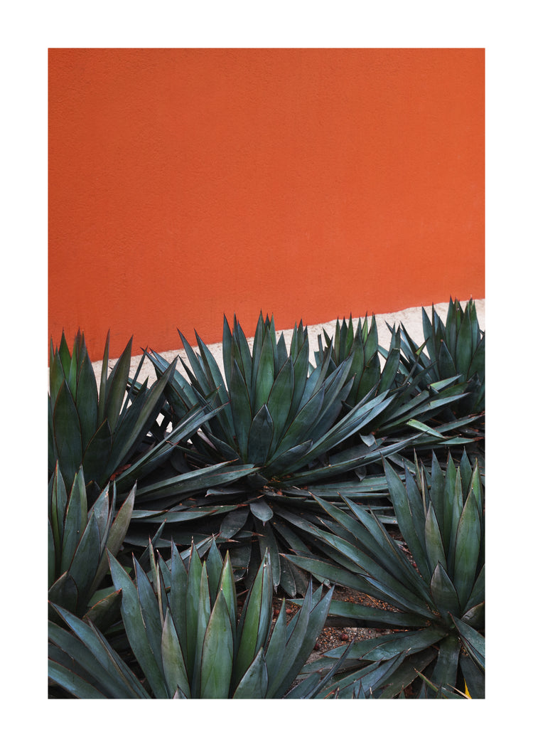 Dense spiky green agave plants stand in front of an orange stucco wall, reminiscent of a retro poster. The vibrant contrast with the dark green foliage mirrors scenes around Pershing Square, Los Angeles, similar to the design of the Pershing Square Red Poster.