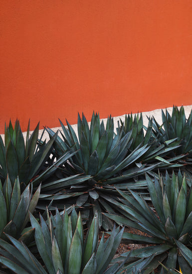 Spiky green agave plants against a bold orange wall create a lively scene, similar to the Pershing Square vibe, evoking the look of the Pershing Square Red Poster with its vibrant Los Angeles mural inspiration.
