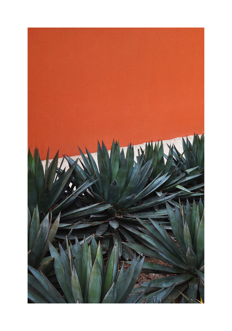 The Pershing Square Red Poster captures the striking contrast of spiky green agave plants against an orange wall in Los Angeles, highlighting the vibrant leaves and smooth, warm tones—poster-worthy scenery at its finest.