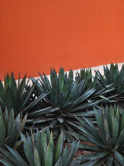 Spiky green agave plants stand against an orange stucco wall, similar to the lively murals of Pershing Square. A white strip separates them, evoking an artful display like the Pershing Square Red Poster amidst Los Angeless urban charm.