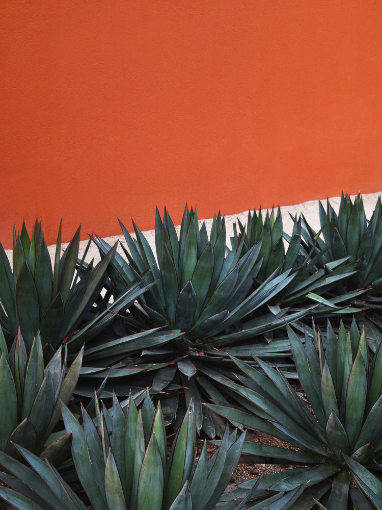 Spiky green agave plants stand against an orange stucco wall, similar to the lively murals of Pershing Square. A white strip separates them, evoking an artful display like the Pershing Square Red Poster amidst Los Angeless urban charm.