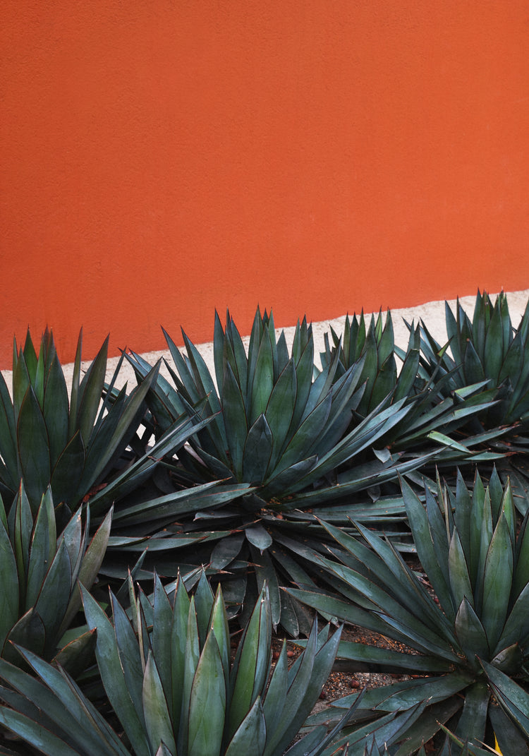 Agave plants with spiky green leaves are planted against a vibrant orange wall, creating a striking scene reminiscent of the Pershing Square Red Poster. This vivid contrast enhances the sharp textures of the foliage, echoing Los Angeless colorful charm.