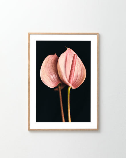 The Pink Paraboles Poster features an elegantly framed photograph of two pink anthurium flowers with long stems against a black background, beautifully displayed on a light-colored wall.