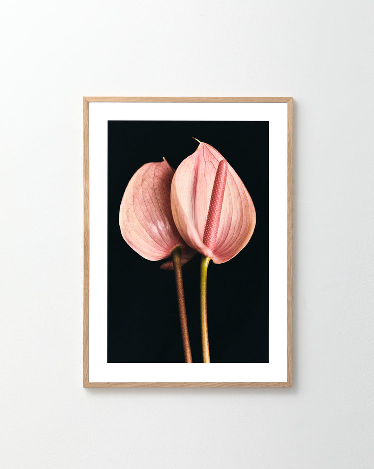 The Pink Paraboles Poster features an elegantly framed photograph of two pink anthurium flowers with long stems against a black background, beautifully displayed on a light-colored wall.
