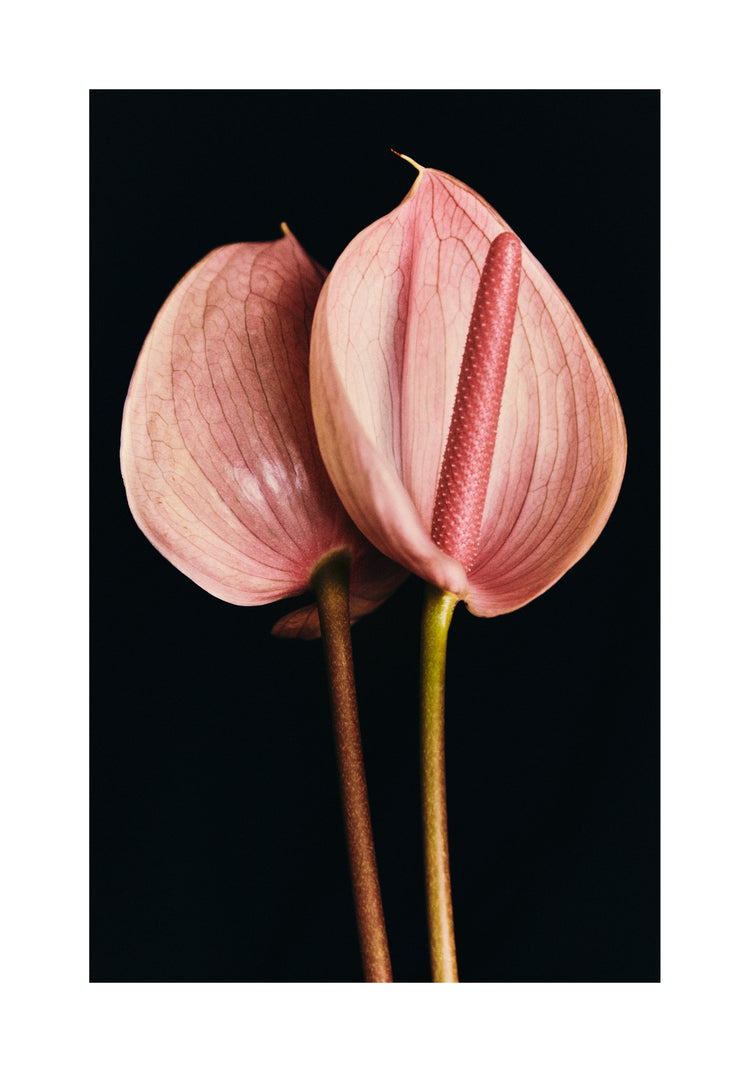 Pink anthurium flowers captured in full detail against a black background.