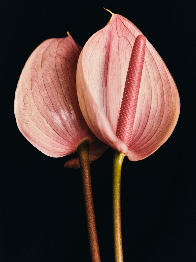 Pink anthurium flowers captured in full detail against a black background.