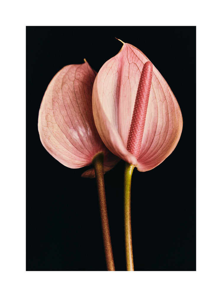 Pink anthurium flowers captured in full detail against a black background.