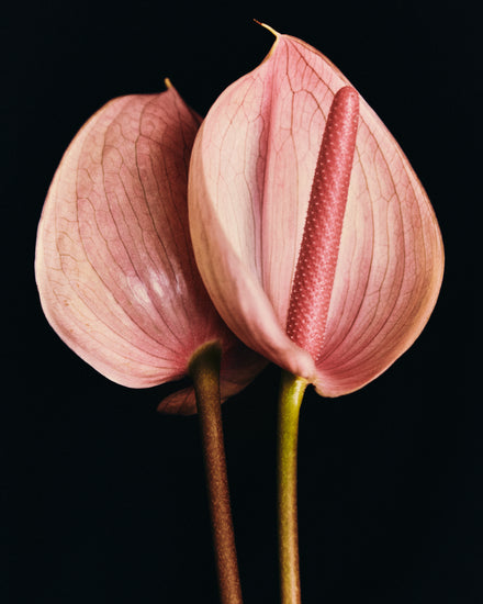Pink anthurium flowers captured in full detail against a black background.