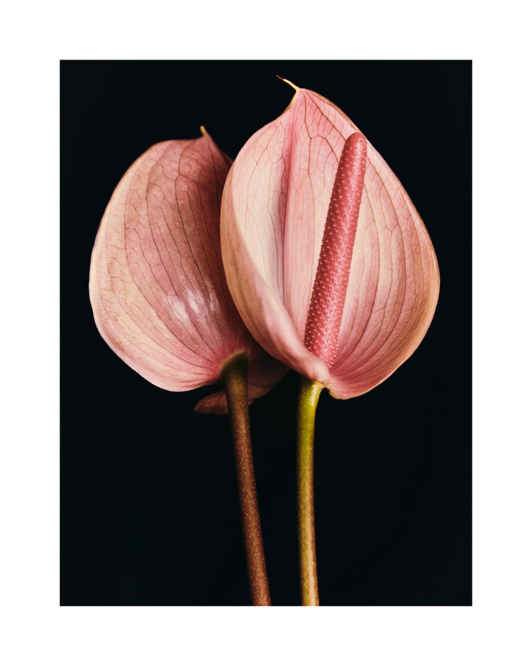 Pink anthurium flowers captured in full detail against a black background.