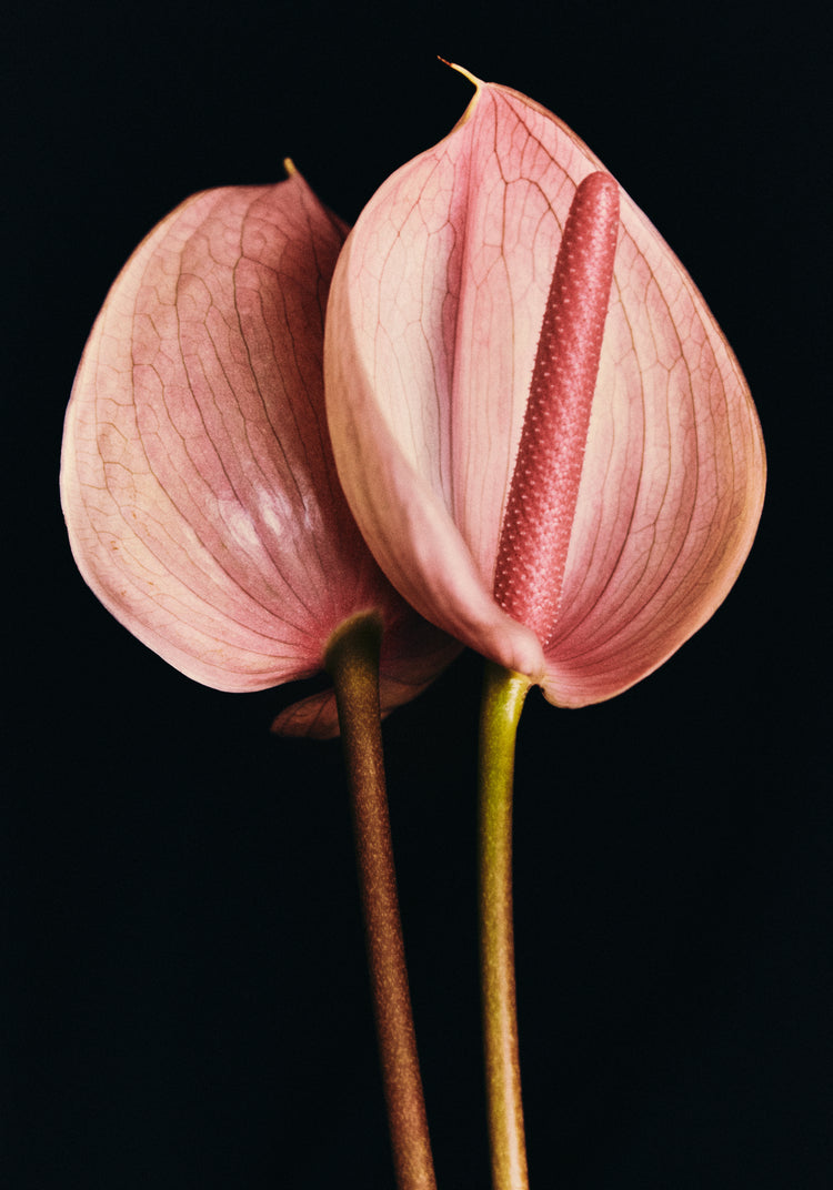 Pink anthurium flowers captured in full detail against a black background.