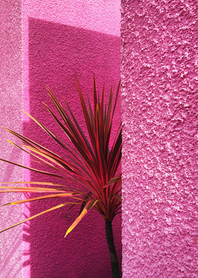 The Pink Wall in Santa Monica Poster features a plant with long, pointed leaves tinged red and yellow, set against a vivid pink textured wall. Shadows enhance the contrast between the wall and foliage, capturing the essence of Californian landscape art.