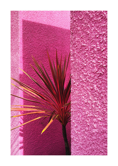 The Pink Wall in Santa Monica Poster sets a striking scene with vibrant pink hues, reminiscent of Californian art. It frames a potted plant with green and red spiky leaves. Sunlight casts dramatic shadows, enhancing the texture and echoing Hanna KLs works inspired by Santa Monicas vivid landscapes.