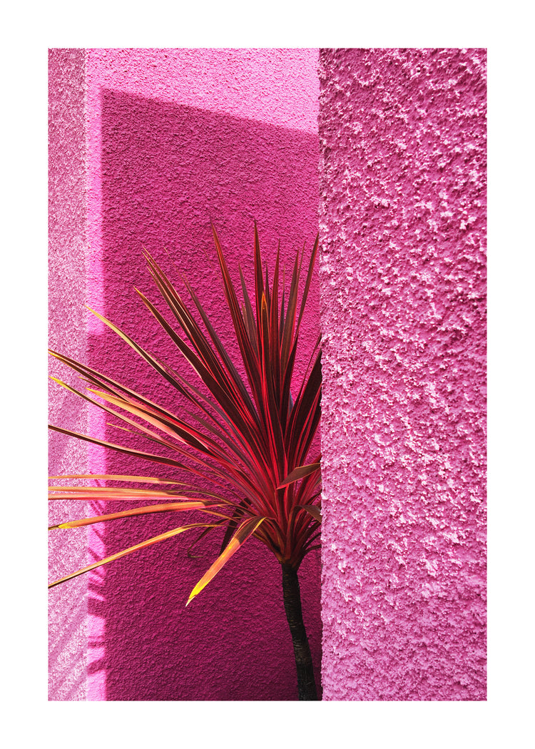 The Pink Wall in Santa Monica Poster sets a striking scene with vibrant pink hues, reminiscent of Californian art. It frames a potted plant with green and red spiky leaves. Sunlight casts dramatic shadows, enhancing the texture and echoing Hanna KLs works inspired by Santa Monicas vivid landscapes.