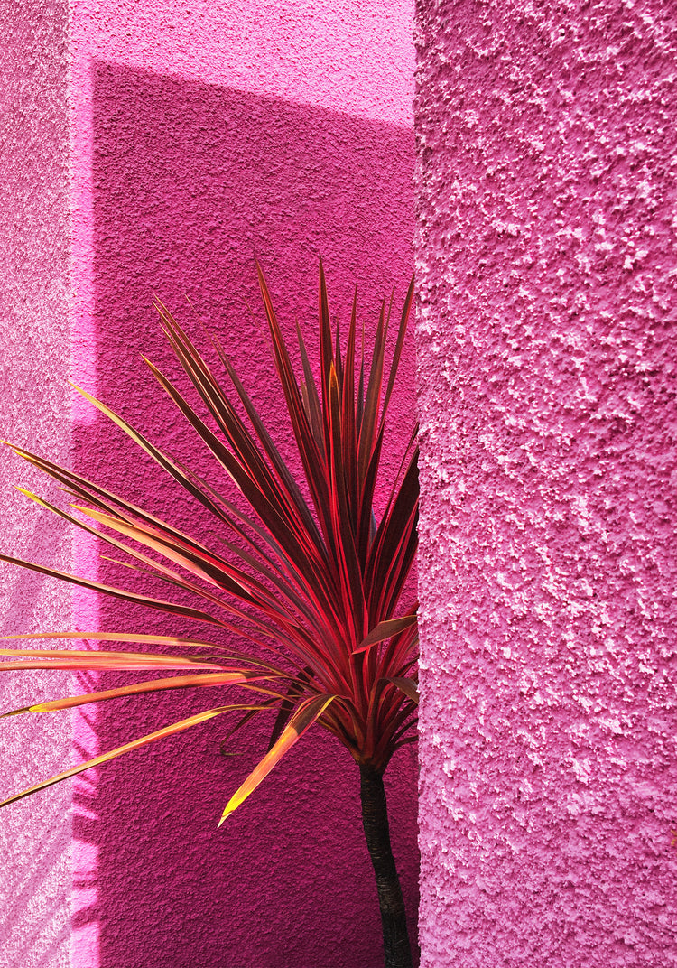 The Pink Wall in Santa Monica Poster captures the vibrant essence of Hanna KLs studio with its textured hot pink walls and a tropical plant featuring spiky red and green leaves, bathed in sunlight. Sharp shadows enhance the vivid colors, reminiscent of Californian landscape art.