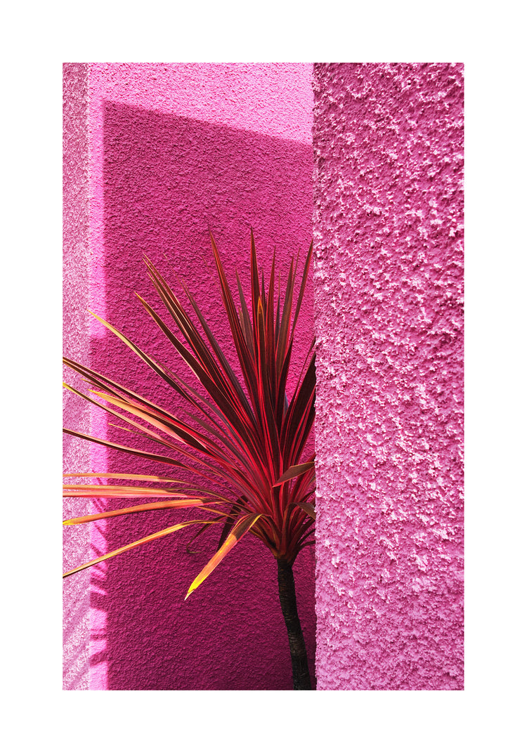 Against a vibrant pink textured wall, reminiscent of Hanna KLs Santa Monica inspiration, a solitary plant with long pointed leaves stands. Sunlight casts contrasting shadows, echoing Californian landscape art. Product: Pink Wall in Santa Monica Poster.