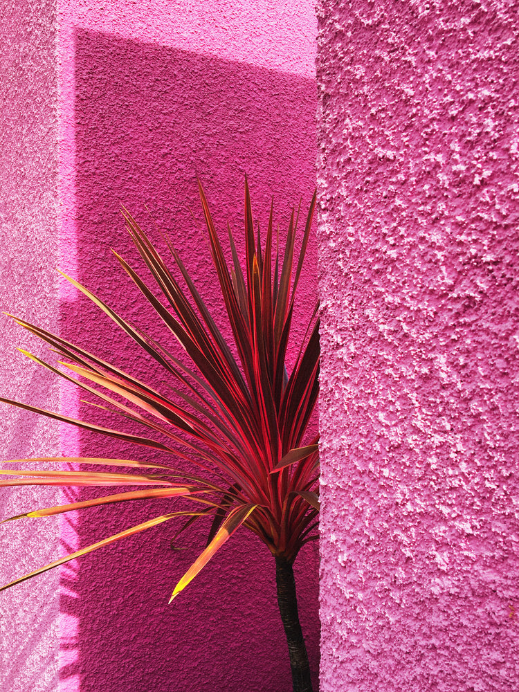 The Pink Wall in Santa Monica Poster features a plant with long, slender leaves in red and yellow hues against a textured, vibrant pink wall. A sharp shadow adds contrast, evoking the sunny Californian landscape art of Santa Monica.