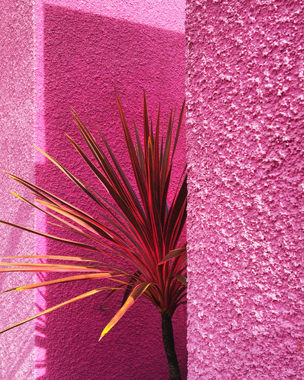 The Pink Wall in Santa Monica Poster captures a vibrant scene with a spiky, red-tipped plant partially hidden by a pink stucco wall, echoing Hanna KLs Californian landscapes. Sunlight creates stark shadows on the textured surface, reflecting Santa Monica’s bold artistic flair.