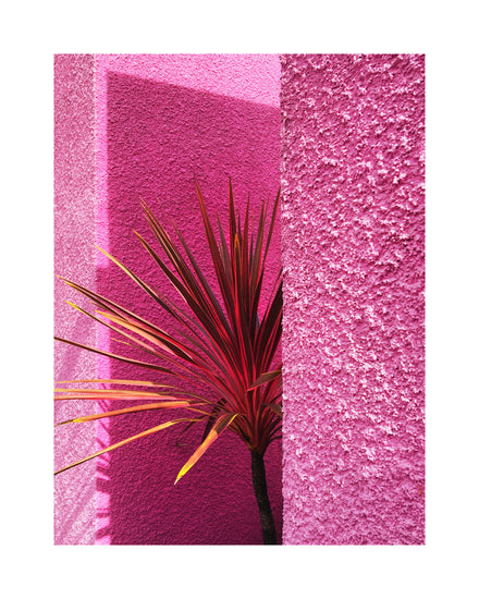 The Pink Wall in Santa Monica Poster captures Californian landscape essence with a close-up of a tropical plant against a textured wall. Its pink shades evoke Santa Monica sunsets, contrasting boldly with the green and reddish leaves, while shadows add intriguing patterns.