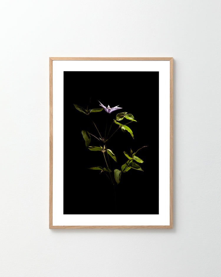 The If Monet Had a Camera II Poster, featuring a delicate plant with green leaves and a single purple flower against a black background, evokes the elegance reminiscent of French girls. It is displayed on a plain white wall.