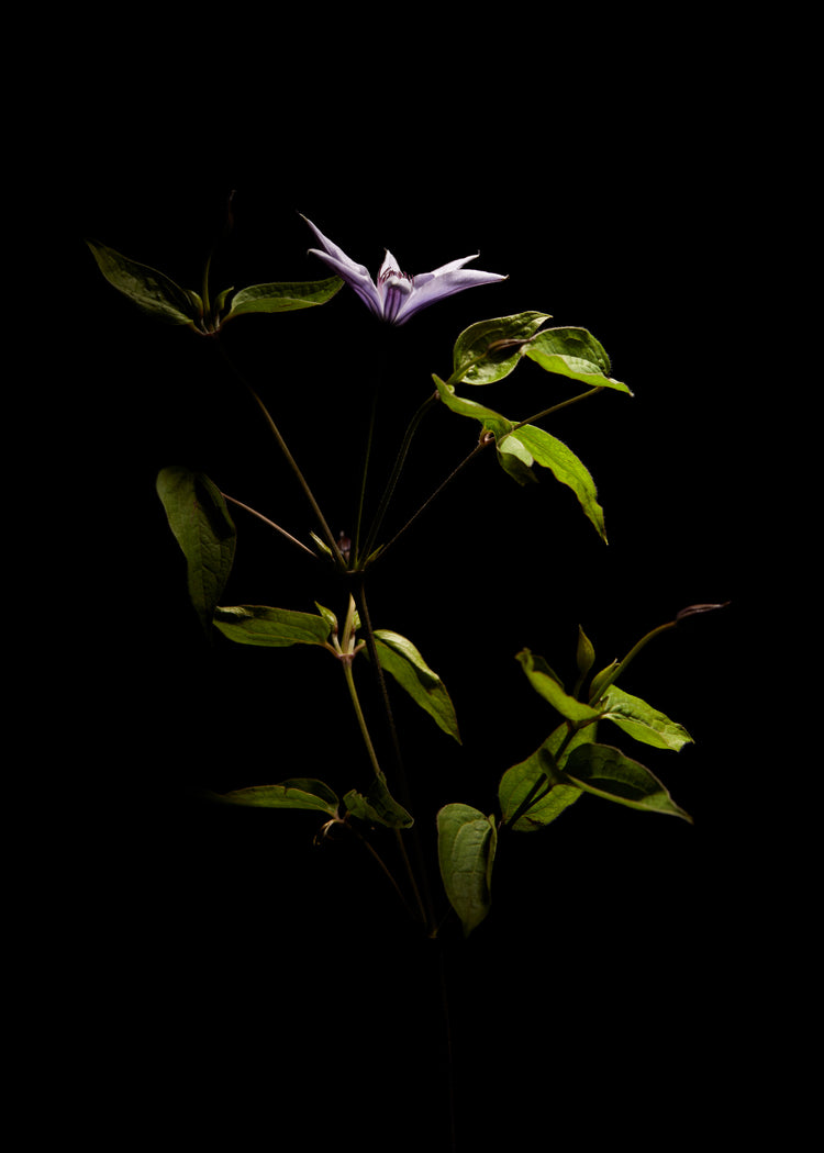 Detailed image of a plant with green leaves and a purple flower.