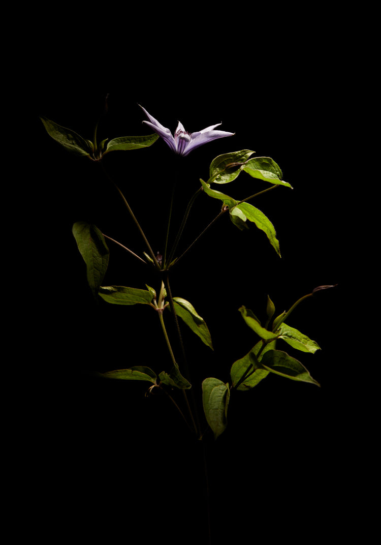 Detailed image of a plant with green leaves and a purple flower.