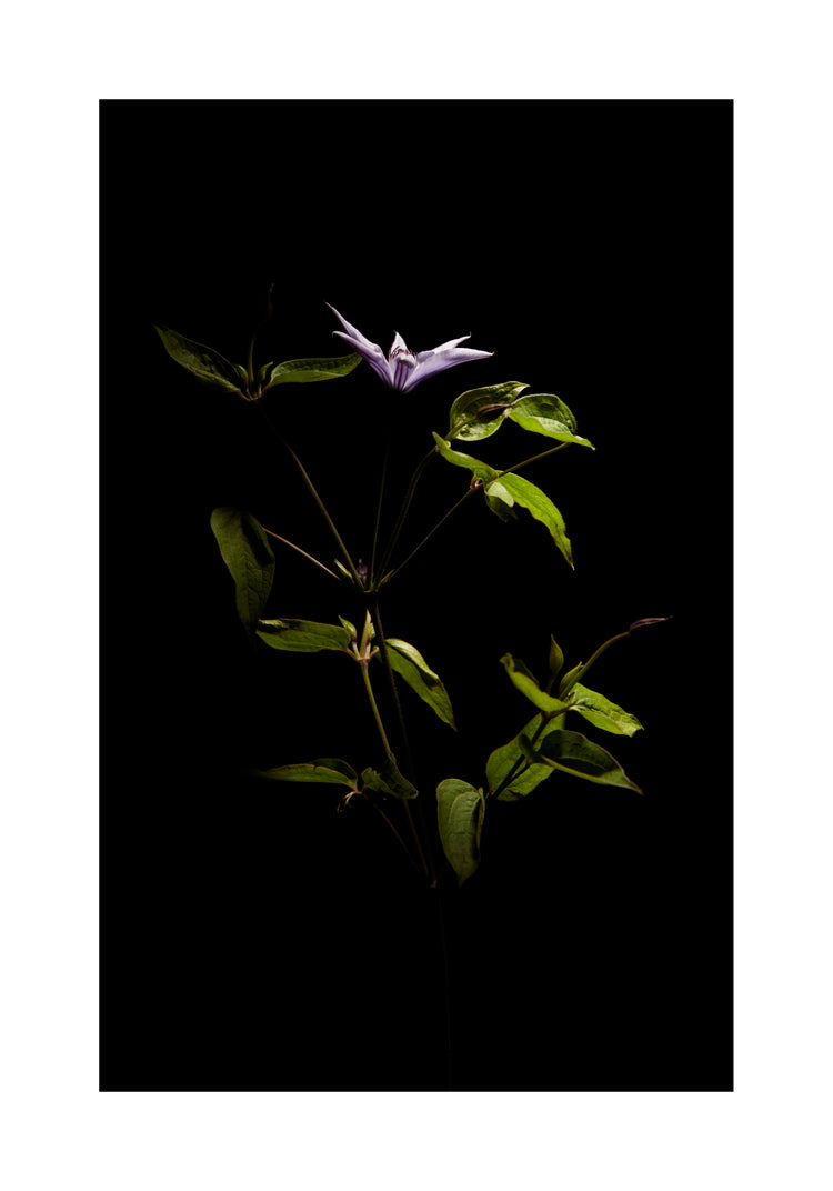 Detailed image of a plant with green leaves and a purple flower.