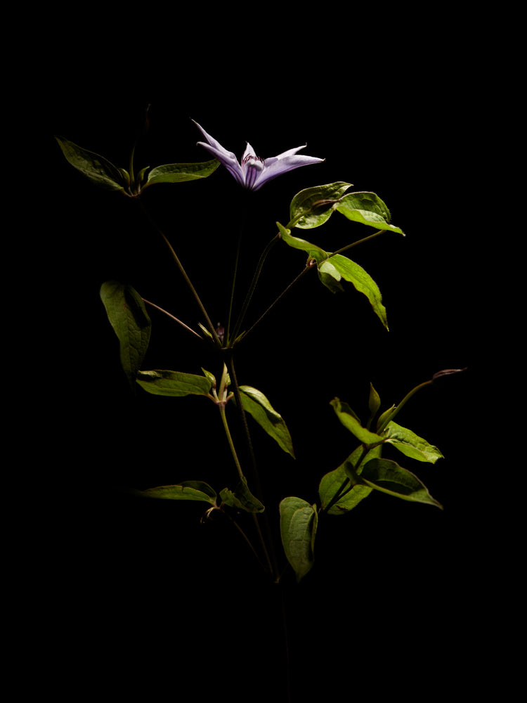 Detailed image of a plant with green leaves and a purple flower.