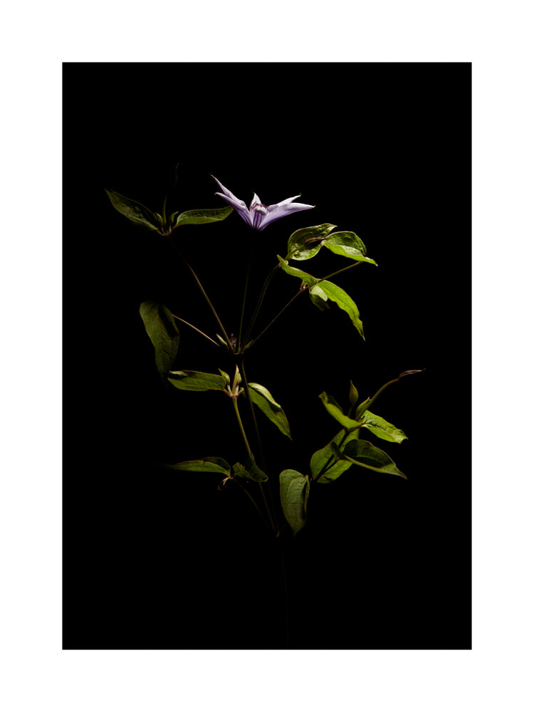 Detailed image of a plant with green leaves and a purple flower.