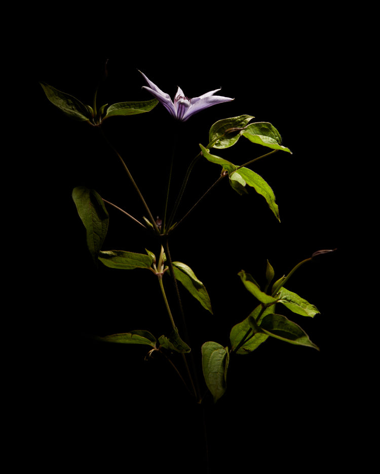 Detailed image of a plant with green leaves and a purple flower.