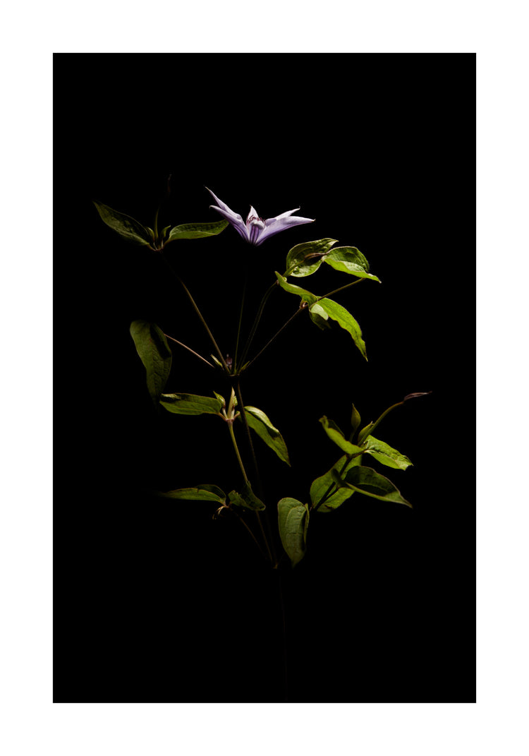 Detailed image of a plant with green leaves and a purple flower.