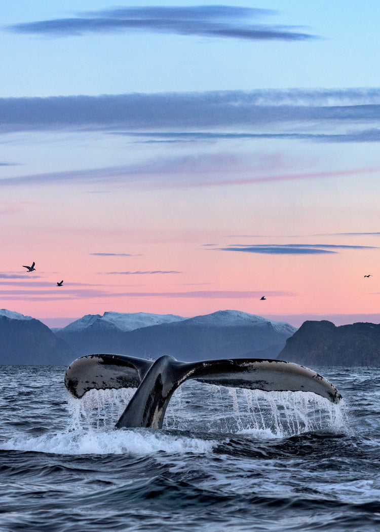 A whale tale protruding from the water’s surface in a beautiful sunset landscape.