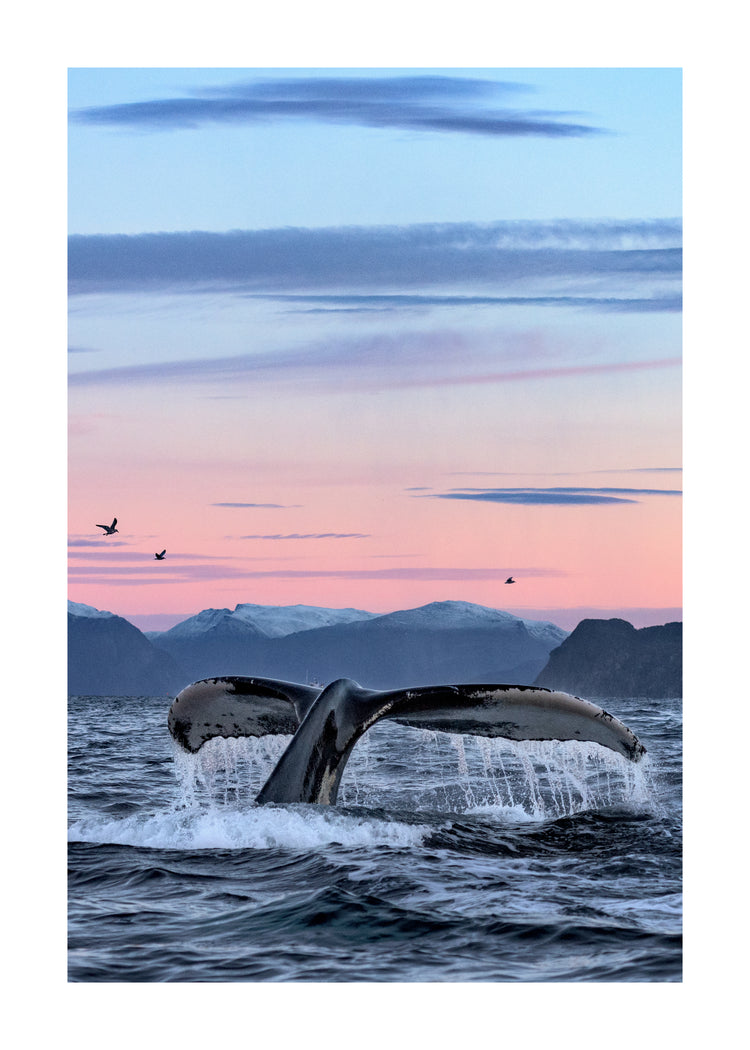 A whale tale protruding from the water’s surface in a beautiful sunset landscape.