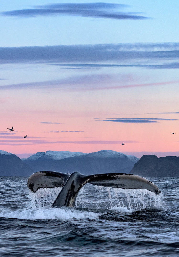 A whale tale protruding from the water’s surface in a beautiful sunset landscape.