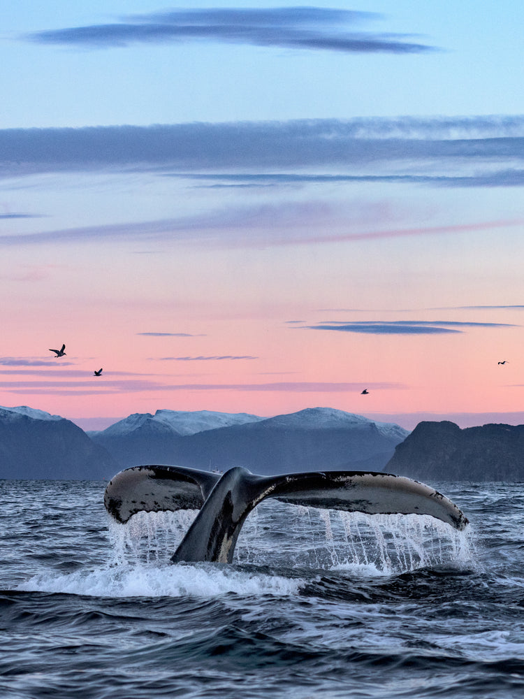 A whale tale protruding from the water’s surface in a beautiful sunset landscape.