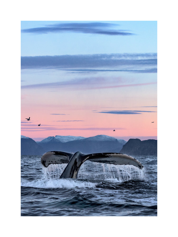 A whale tale protruding from the water’s surface in a beautiful sunset landscape.